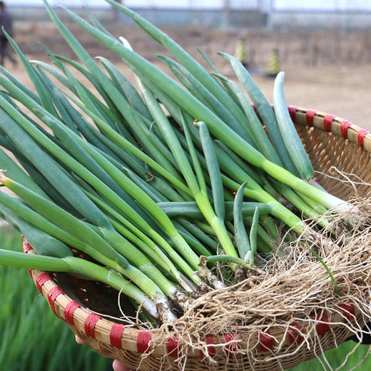 每日现拔  农家种植现拔小葱  叶多白少  鲜嫩味浓  适合蘸酱 250g 商品图3