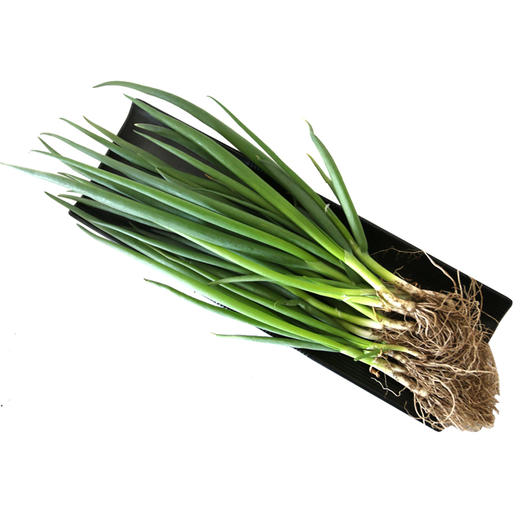 每日现拔  农家种植现拔小葱  叶多白少  鲜嫩味浓  适合蘸酱 250g 商品图7