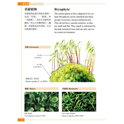 【中商原版】植物学中英百科图典 台版原版 彭镜毅 猫头鹰 商品图3