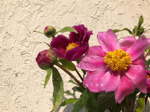 【四川单瓣芍药】10支/份 第二份3.9元 商品图4