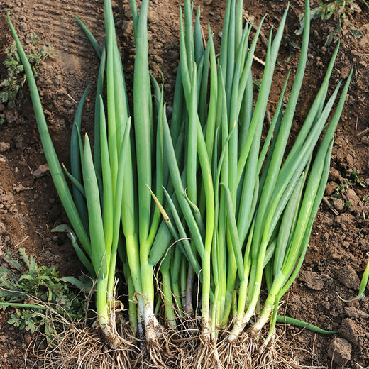 每日现拔  农家种植现拔小葱  叶多白少  鲜嫩味浓  适合蘸酱 250g 商品图1
