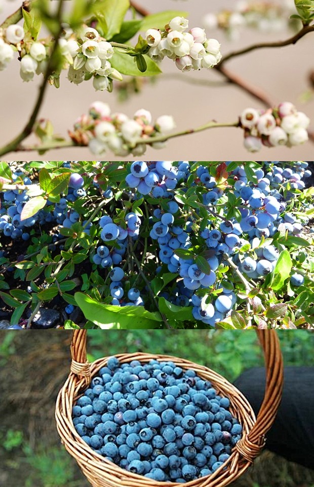 优质最新上架蓝莓干新疆特产伊犁蓝莓李果428g大袋