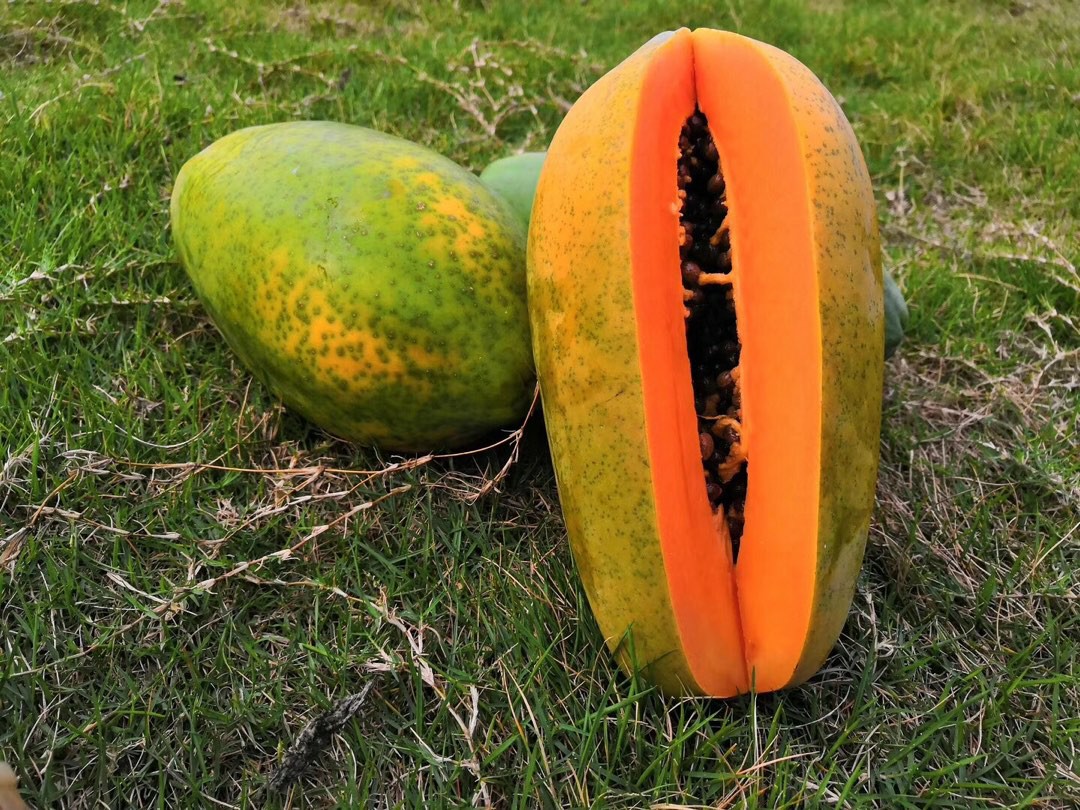 雷州半岛上的红心木瓜