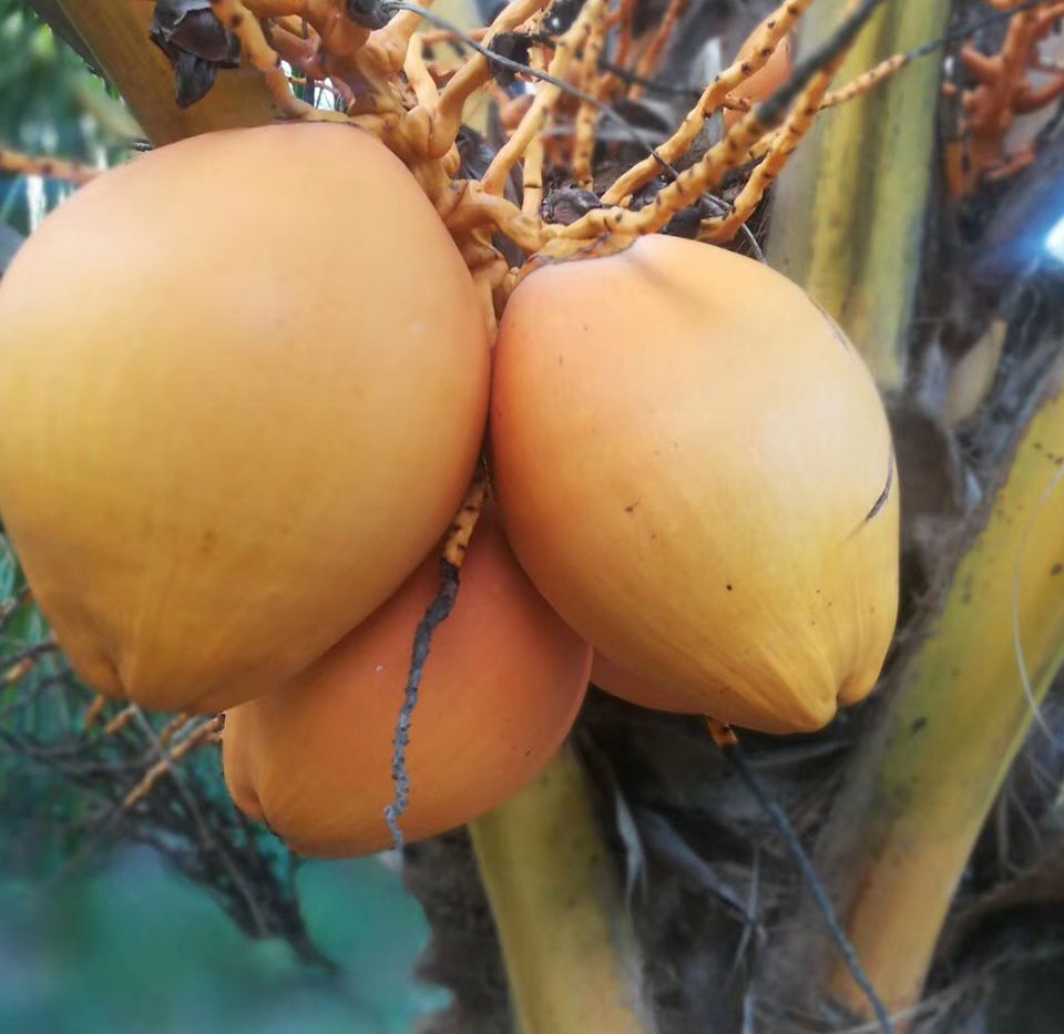 万宁金椰子带言