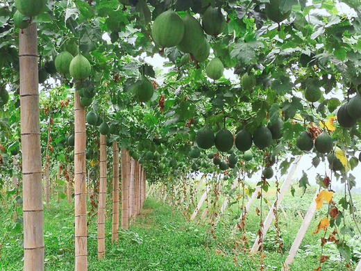 金伶俐瓜蒌籽原味88g（扶贫产品） 商品图4