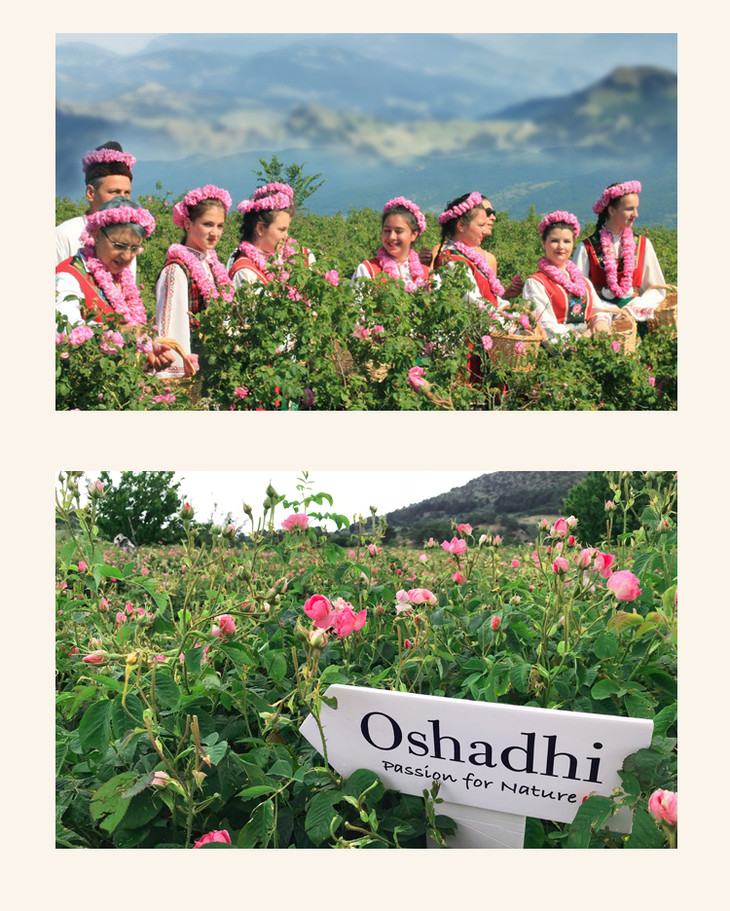 oshadhi德国o家保加利亚玫瑰纯露保湿补水嫩白花水爽肤水天然