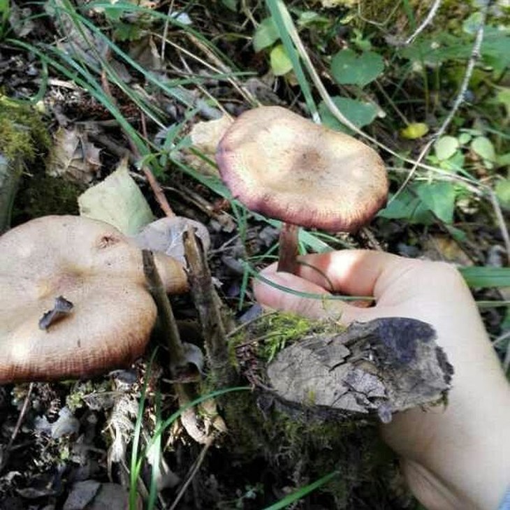 已售尽彝源山珍大凉山野生蘑菇高原特产森林里自然生成自然风干维生素