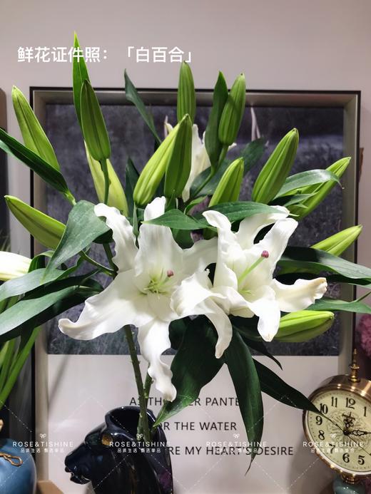 香水百合（西伯利亚白百合）精选4支多头 商品图0