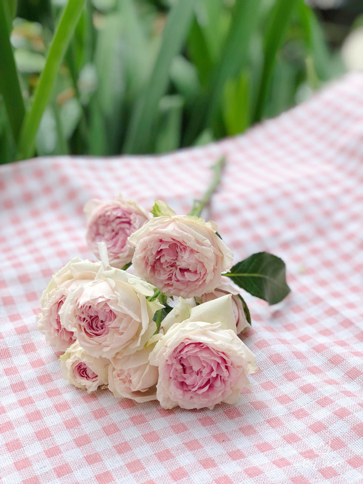 肯尼亚玫瑰candyflow棉花糖泡泡5支多头