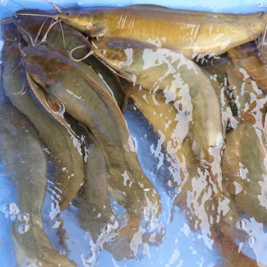 生态塘鲺冷鲜，广东省内下单） | 绿家自产*Eco-catfish | Self-production 商品图1