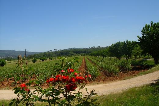 意大利卓林普劳塞考起泡葡萄酒 Zonin prosecco brut DOC 商品图3