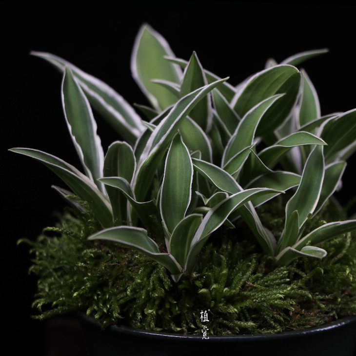 植觉姬玉簪书房桌面趣味盆栽室内盆景阳台庭院孤品姬玉簪