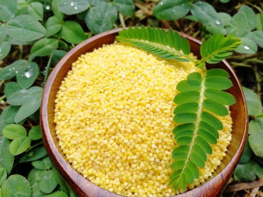 【2斤试吃装】老种子小米  宝宝米  月子米 商品图0