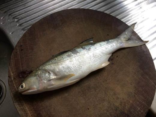 【提前一天预订】冰鲜野生马友鱼（马五 、午鱼） 商品图1