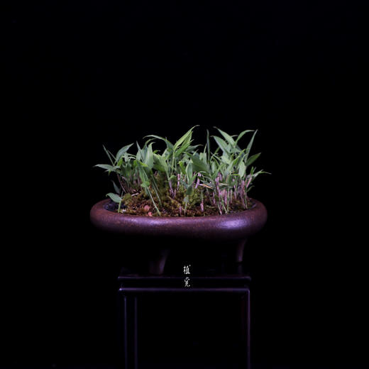 植觉 姬竹 书房桌面办公室趣味盆栽阳台庭院室内盆栽孤品姬竹 植觉家