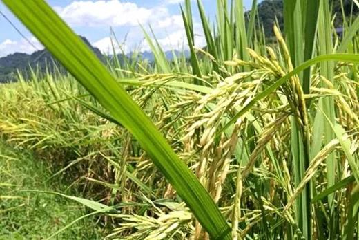 【2斤试吃装】有机五色糙米 （黑、红、紫、黄、白） 宝宝熬粥米 料理机打米粉、米奶 商品图3