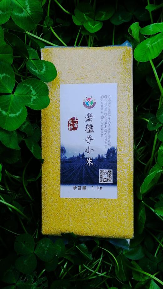 【2斤试吃装】老种子小米  宝宝米  月子米 商品图1