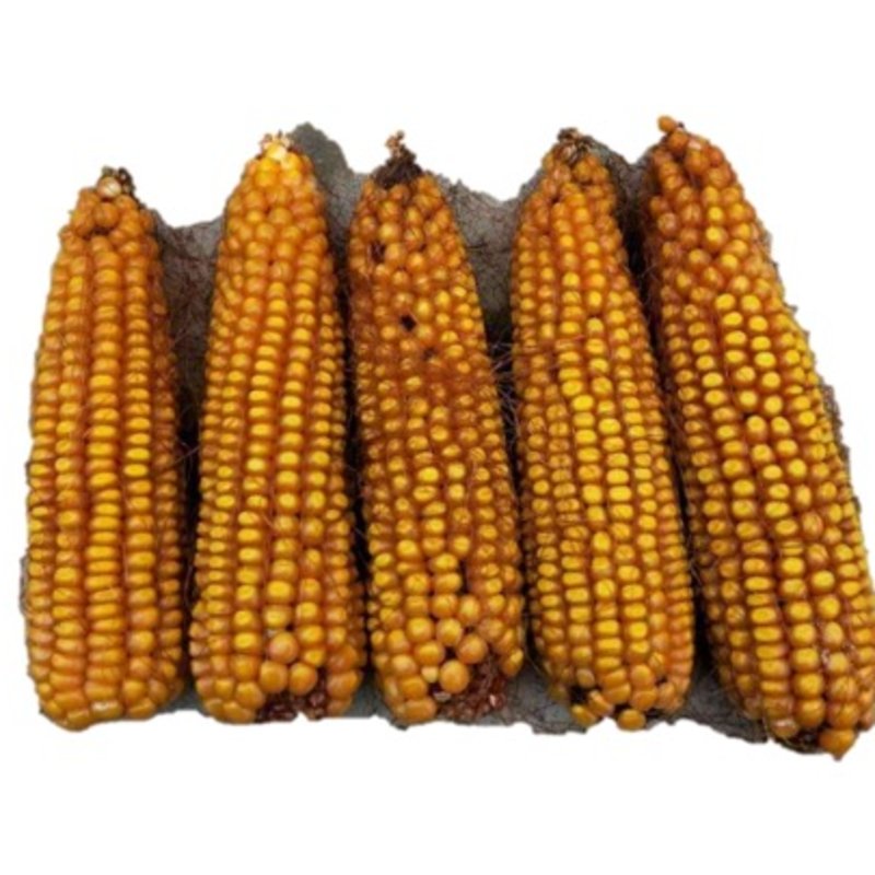 九圣禾JH49自交系