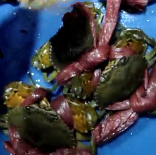 【海鲜精选】东山海鲜•野生菜鲟（顺丰冷链到家） 肉质饱满 喜欢蟹肉多多的 约这个妥妥 商品图3