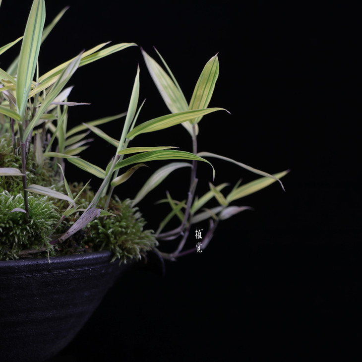 植觉【台湾内门竹】书房桌面趣味盆栽室内阳台庭院孤品台湾内门竹