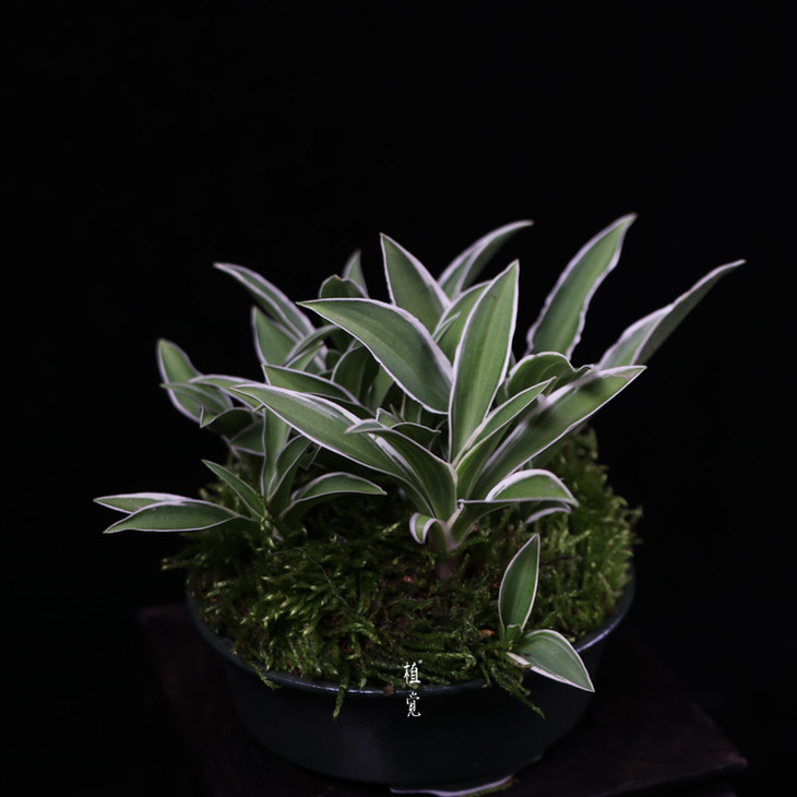 植觉姬玉簪书房桌面趣味盆栽室内盆景阳台庭院孤品姬玉簪