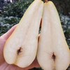 今日秒杀~【比利时啤梨】6粒/盒，细腻无渣，几乎无核 商品缩略图3