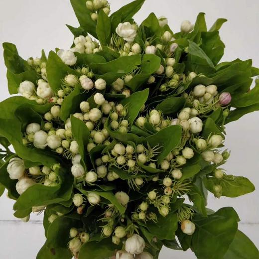 茉莉花 商品图1
