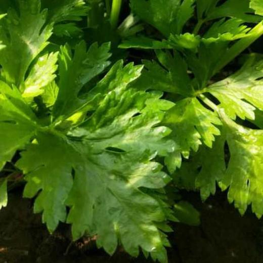 芹菜（零售） 商品图0