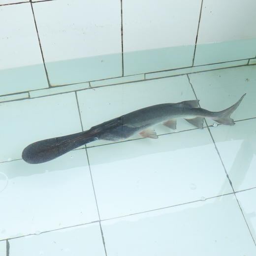 生态鸭嘴鱼 | 绿家自产*Eco-Duckbill fish | Self-production 商品图3