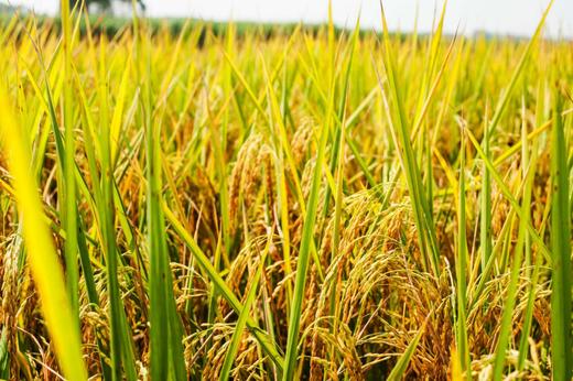 金伶俐稻虾米5kg/袋 商品图2