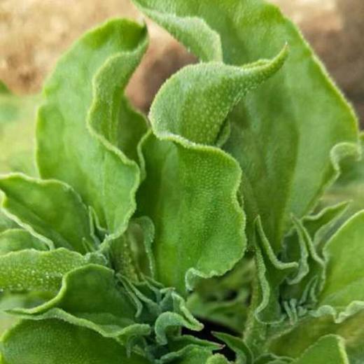 冰草（同城） 商品图1