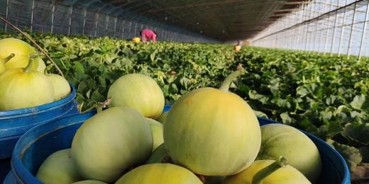 马连庄甜瓜  瓜果之乡的特产 小时光的味道 商品图2