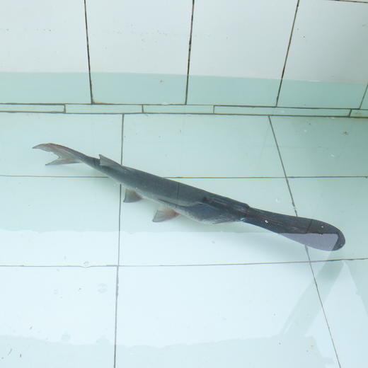 生态鸭嘴鱼 | 绿家自产*Eco-Duckbill fish | Self-production 商品图2