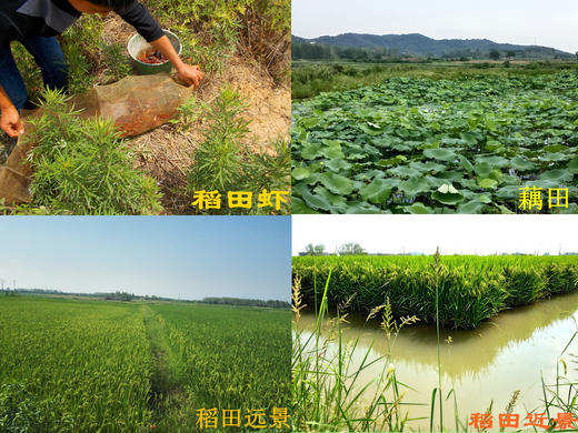 金伶俐稻虾米5kg/袋 商品图3