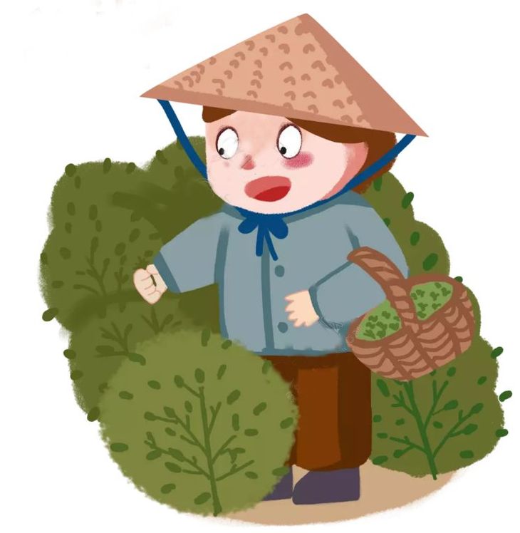 一次拥抱6000多亩茶叶的清香徒步采茶炒茶挖笋做香糯的乌米饭小茶农