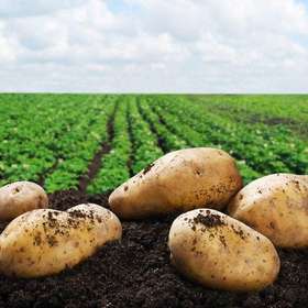 后院有机新土豆下来啦