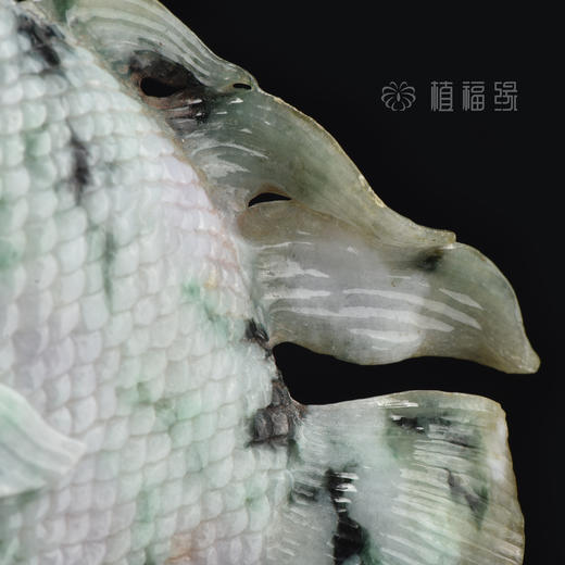 【富贵有余】紫+绿皇帝鱼  BJ402035 商品图2