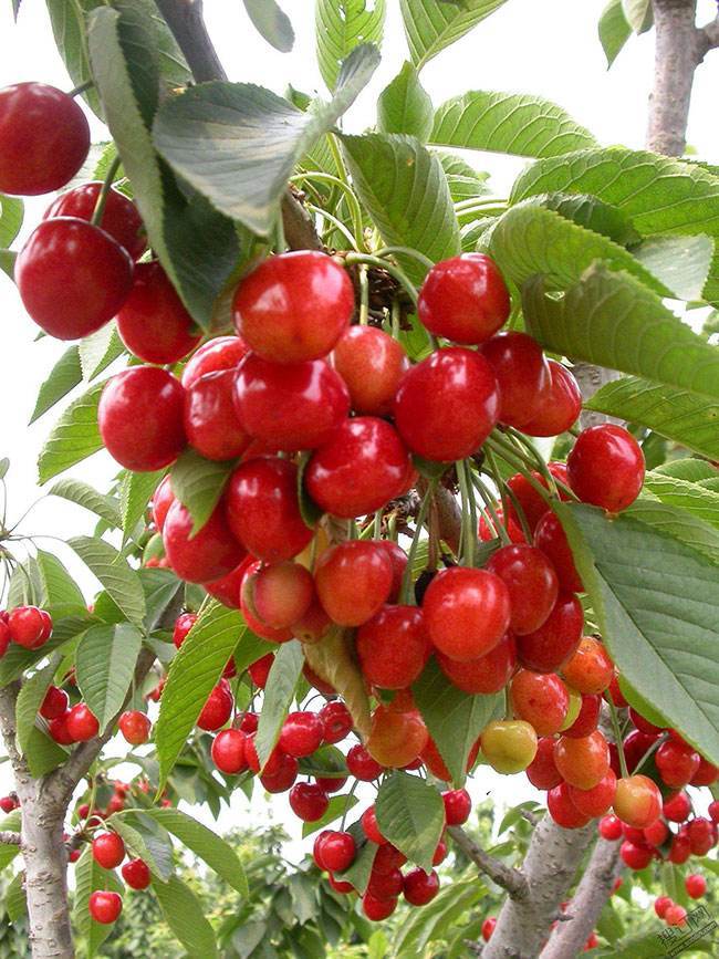 长清五峰山樱桃采摘【9.9元】大樱桃亲子采摘!含1斤新鲜樱桃!