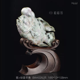 【富贵有余】紫+绿皇帝鱼  BJ402035