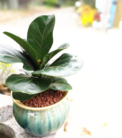 吉祥聚财琴叶榕