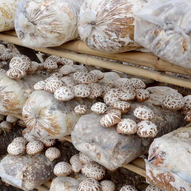 富含香菇多糖的头茬白花菇