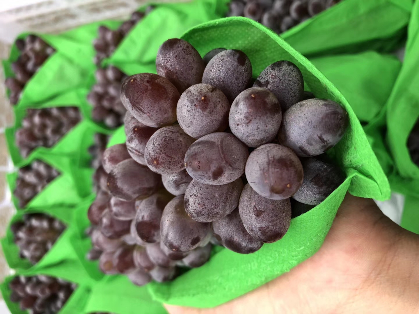 茉莉香红提 汁水甜美 【3斤,5斤】广西包邮