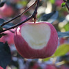 靖林雪原苹果🍎饱满红润散发着浓郁果香，脆甜爽口，每一口都是幸福的味道 商品缩略图5