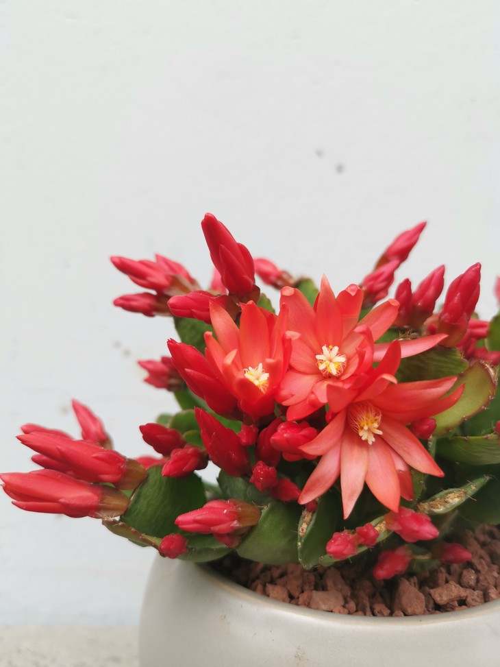 仙指兰——运转乾坤