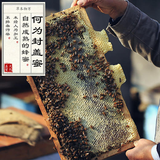 一级熟蜜罐装封盖蜜 蜂蜜 天然无污染 485g/罐 商品图3