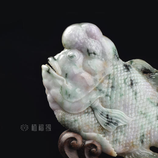 【富贵有余】紫+绿皇帝鱼  BJ402035 商品图1