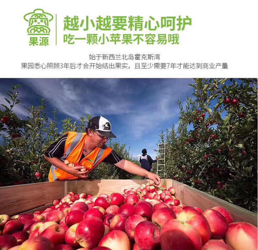 新西兰Rockit樱桃小苹果🍎——外形迷你，红艳可人，脆甜可口 商品图11