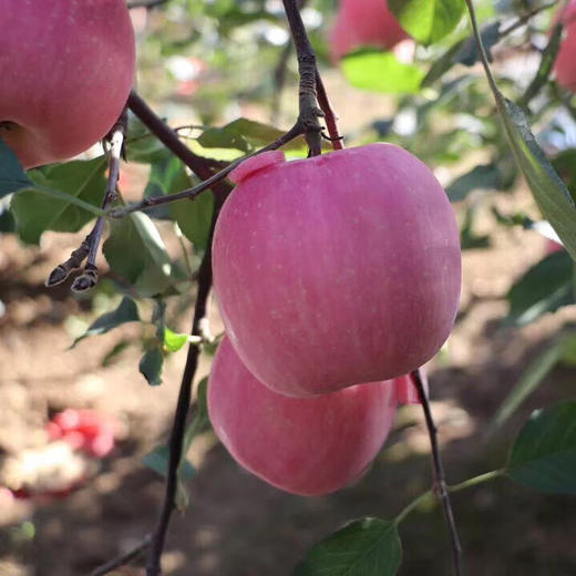 靖林雪原苹果🍎饱满红润散发着浓郁果香，脆甜爽口，每一口都是幸福的味道 商品图4
