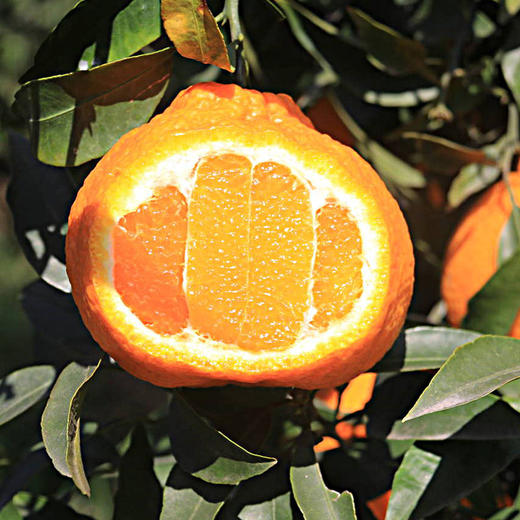 包邮【厂商直发】四川浦江有机不知火丑橘 中大果5斤/8斤 甜蜜多汁 商品图4