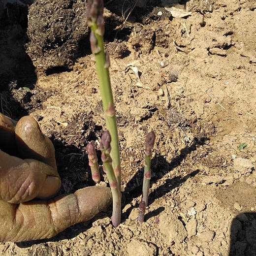 彩虹雨农场 生态蔬菜 新鲜蔬菜新鲜芦笋 京津冀满百包邮 商品图1